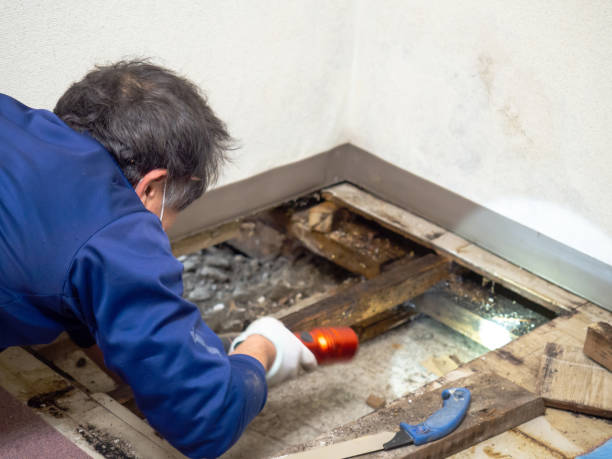 Professional Mold Removal in Clinton, UT