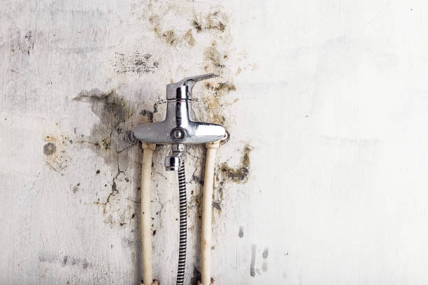 Best Mold Removal Company Near Me  in Clinton, UT