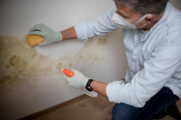 Best Commercial Mold Removal  in Clinton, UT