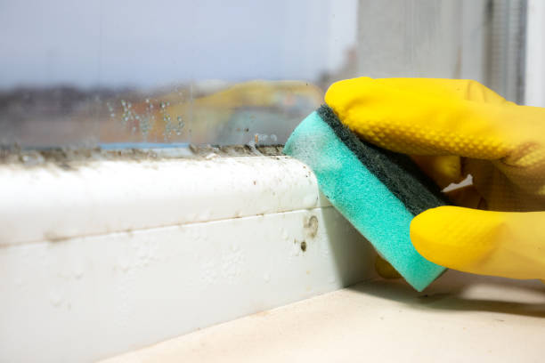 Mold Testing and Removal in Clinton, UT