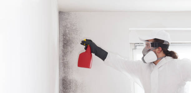 Best Emergency Mold Removal  in Clinton, UT