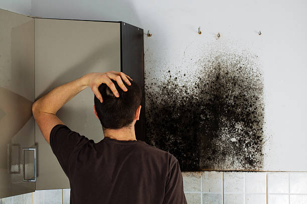  Clinton, UT Mold Removal Pros